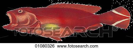 Stock Illustration - Flora & Fauna - (Color) - a 19th century, hand-colored engraving Animal Fish Serranus Urodelus A tropical fish. Fotosearch