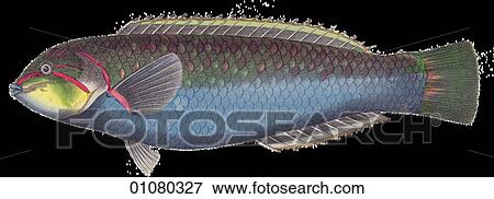 Stock Illustration - Flora & Fauna - (Color) - a 19th century, hand-colored engraving Animal Fish Iulis Quadricolor A tropical fish. Fotosearch