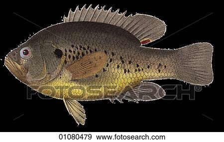 Flora & Fauna - (Color) - a 19th century, hand-colored engraving Animal Fish A tropical fish View Large Illustration Stock Illustration - Flora & Fauna - (Color) - a 19th century, hand-colored engraving Animal Fish A tropical fish. Fotosearch
