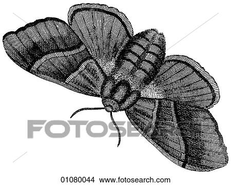 Flora & Fauna II - line art - a 19th century engraving Animal - Insect Moth All moths are in the order Lepidoptera and there are more than 40, 000 different kinds. The purpose of the patterned wing surface is camouflage against sight predators. View Large Illustration Stock Illustration - Flora & Fauna II - line art - a 19th century engraving Animal - Insect Moth All moths are in the order Lepidoptera and there are more than 40, 000 different kinds. The purpose of the patterned wing surface is camouflage against sight predators.. Fotosearch