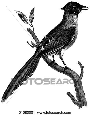 Flora & Fauna - line art - a 19th century engraving Animal - mammal - the class Aves Bird The black-crested Jay of China. Noted for its omnivorous feeding habits and bold, cheeky and loud manner., wings, flight, fly View Large Illustration Clip Art - Flora & Fauna - line art - a 19th century engraving Animal - mammal - the class Aves Bird The black-crested Jay of China. Noted for its omnivorous feeding habits and bold, cheeky and loud manner., wings, flight, fly. Fotosearch