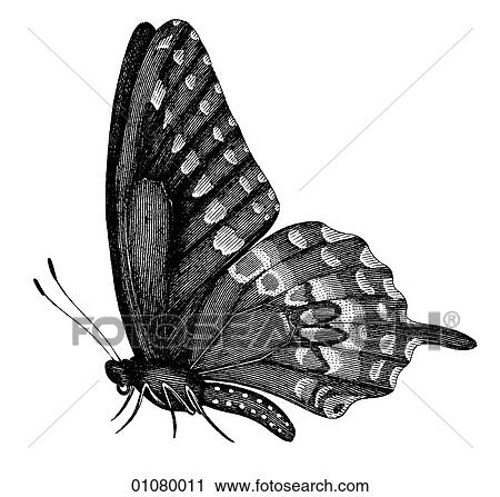 Flora & Fauna - line art - a 19th century engraving Animal - Insect Butterfly There are several thousand species of butterfly in the subfamily known as Papilionoidea. Together with moths they constitute the insect order known as Lepidoptera. They are f View Large Illustration Clip Art - Flora & Fauna - line art - a 19th century engraving Animal - Insect Butterfly There are several thousand species of butterfly in the subfamily known as Papilionoidea. Together with moths they constitute the insect order known as Lepidoptera. They are f. Fotosearch