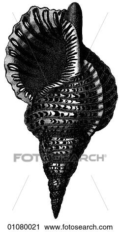 Flora & Fauna - line art - a 19th century engraving Animal Shell The Triton, or Trumpet of War shell. Tritons in Greek Mythology were children of the sea god, Poseidon, half-fish, half-human. It is also the name (U. S. S. Triton) of the first vessel (a nu View Large Illustration Clip Art - Flora & Fauna - line art - a 19th century engraving Animal Shell The Triton, or Trumpet of War shell. Tritons in Greek Mythology were children of the sea god, Poseidon, half-fish, half-human. It is also the name (U. S. S. Triton) of the first vessel (a nu. Fotosearch
