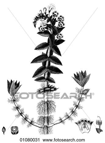 Flora & Fauna - line art - a 19th century engraving Plant Flower Cyrilla An ornamental flower Cyrilla aquatica, or Water Cyrilla of Hindustan. View Large Illustration Clip Art - Flora & Fauna - line art - a 19th century engraving Plant Flower Cyrilla An ornamental flower Cyrilla aquatica, or Water Cyrilla of Hindustan.. Fotosearch
