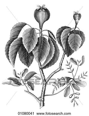 Flora & Fauna - line art - a 19th century engraving Plant Flower Hippomane. The poisonous Guava. View Large Illustration Clip Art - Flora & Fauna - line art - a 19th century engraving Plant Flower Hippomane. The poisonous Guava.. Fotosearch