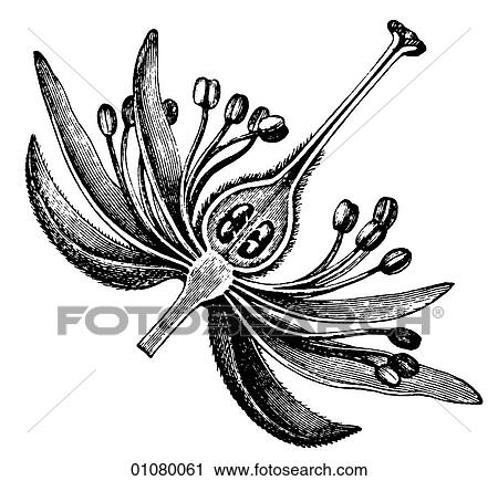 Flora & Fauna - line art - a 19th century engraving Plant Flower View Large Illustration Clip Art - Flora & Fauna - line art - a 19th century engraving Plant Flower. Fotosearch