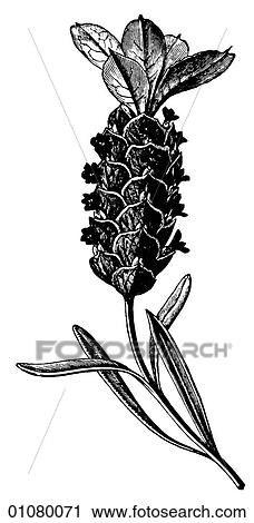 Clip Art - Flora & Fauna - line art - a 19th century engraving Plant Flower. Fotosearch