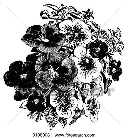 Flora & Fauna - line art - a 19th century engraving Plant Flower Pansey (viola) View Large Illustration Clip Art - Flora & Fauna - line art - a 19th century engraving Plant Flower Pansey (viola). Fotosearch