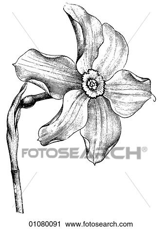 Clip Art - Flora & Fauna - line art - a 19th century engraving Plant Flower. Fotosearch