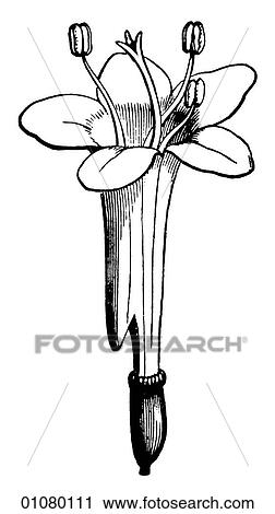 Flora & Fauna - line art - a 19th century engraving Plant Shrub Flower Honeysuckle This plant blooms at night and releases a fragrant perfume. The long tubes can only be pollinated by moths as most insects cannot reach the nectar. View Large Illustration Clip Art - Flora & Fauna - line art - a 19th century engraving Plant Shrub Flower Honeysuckle This plant blooms at night and releases a fragrant perfume. The long tubes can only be pollinated by moths as most insects cannot reach the nectar.. Fotosearch