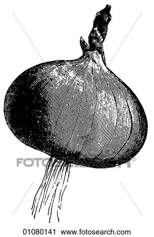 Flora & Fauna - line art - a 19th century engraving Plant Vegetable Onion View Large Illustration Clip Art - Flora & Fauna - line art - a 19th century engraving Plant Vegetable Onion. Fotosearch