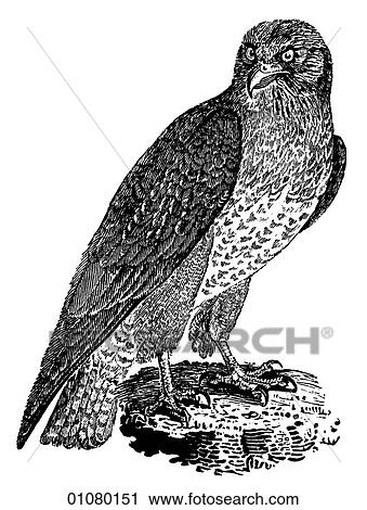 Flora & Fauna - line art - a 19th century engraving Animal - mammal - the class Aves Bird Buzzard This bird of prey flies with distinctive, slow wing beats and rides ground thermals gracefully. It feeds on insects and small mammals. View Large Illustration Clip Art - Flora & Fauna - line art - a 19th century engraving Animal - mammal - the class Aves Bird Buzzard This bird of prey flies with distinctive, slow wing beats and rides ground thermals gracefully. It feeds on insects and small mammals.. Fotosearch