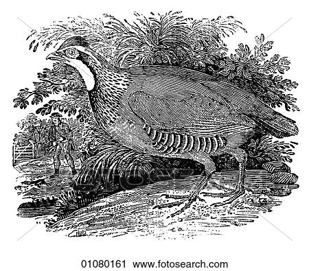 Flora & Fauna - line art - a 19th century engraving Animal - mammal - the class Aves Bird Fowl Red-Legged Partridge, game bird A group of partridges is known as a "covey". The bird is larger than a quail and was introduced to North America, first in V View Large Illustration Clip Art - Flora & Fauna - line art - a 19th century engraving Animal - mammal - the class Aves Bird Fowl Red-Legged Partridge, game bird A group of partridges is known as a "covey". The bird is larger than a quail and was introduced to North America, first in V. Fotosearch