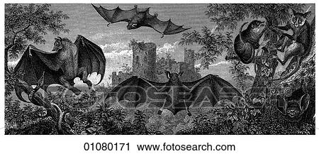 Flora & Fauna - line art - a 19th century engraving Animal Bats View Large Illustration Clip Art - Flora & Fauna - line art - a 19th century engraving Animal Bats. Fotosearch