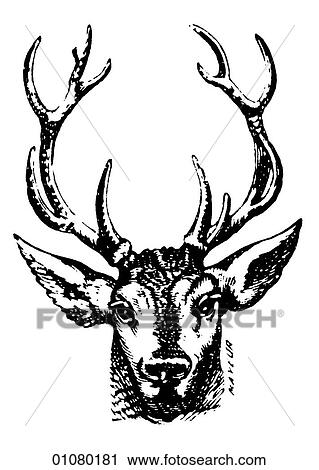 Clip Art - Flora & Fauna - line art - a 19th century engraving Animal. Fotosearch