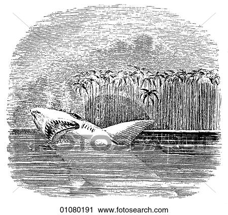 Flora & Fauna - line art - a 19th century engraving Animal - Fish Shark View Large Illustration Clip Art - Flora & Fauna - line art - a 19th century engraving Animal - Fish Shark. Fotosearch