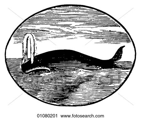 Flora & Fauna - line art - a 19th century engraving Animal - mammal - the order cetacea Sperm Whale - It was a mythical white version of this animal in Herman Melville`s (1819-1891) novel "Moby Dick" Whales have been hunted for their meat, bone, oil, View Large Illustration Clip Art - Flora & Fauna - line art - a 19th century engraving Animal - mammal - the order cetacea Sperm Whale - It was a mythical white version of this animal in Herman Melville`s (1819-1891) novel "Moby Dick" Whales have been hunted for their meat, bone, oil,. Fotosearch