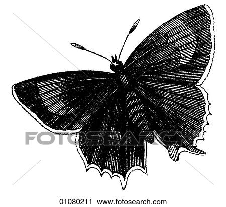 Flora & Fauna - line art - a 19th century engraving Animal - Insect Butterfly There are several thousand species of butterfly in the subfamily known as Papilionoidea. Together with moths they constitute the insect order known as Lepidoptera. They are f View Large Illustration Clip Art - Flora & Fauna - line art - a 19th century engraving Animal - Insect Butterfly There are several thousand species of butterfly in the subfamily known as Papilionoidea. Together with moths they constitute the insect order known as Lepidoptera. They are f. Fotosearch