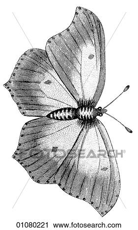 Flora & Fauna - line art - a 19th century engraving Animal - Insect Butterfly There are several thousand species of butterfly in the subfamily known as Papilionoidea. Together with moths they constitute the insect order known as Lepidoptera. They are f View Large Illustration Clip Art - Flora & Fauna - line art - a 19th century engraving Animal - Insect Butterfly There are several thousand species of butterfly in the subfamily known as Papilionoidea. Together with moths they constitute the insect order known as Lepidoptera. They are f. Fotosearch