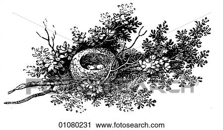 Flora & Fauna - line art - a 19th century engraving Animal - mammal - the class Aves Bird nest View Large Illustration Clip Art - Flora & Fauna - line art - a 19th century engraving Animal - mammal - the class Aves Bird nest. Fotosearch