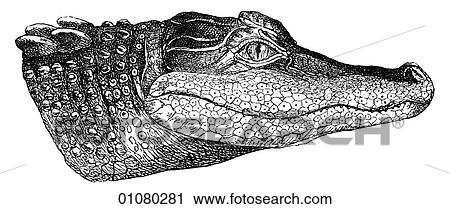 Flora & Fauna - line art - a 19th century engraving Animal Reptile North American Alligator View Large Illustration Clip Art - Flora & Fauna - line art - a 19th century engraving Animal Reptile North American Alligator. Fotosearch