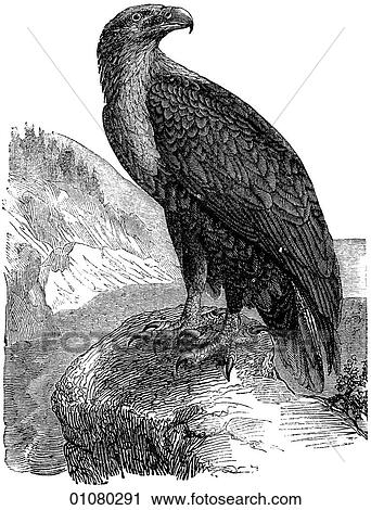 Flora & Fauna - line art - a 19th century engraving Animal - mammal - the class Aves Bald Eagle or Sea Eagle This bird of prey from the same family as the vulture (Accipitridae) mates for life and use the same nest each year. The eagle is an ancient Rom View Large Illustration Clip Art - Flora & Fauna - line art - a 19th century engraving Animal - mammal - the class Aves Bald Eagle or Sea Eagle This bird of prey from the same family as the vulture (Accipitridae) mates for life and use the same nest each year. The eagle is an ancient Rom. Fotosearch