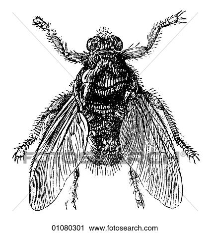 Flora & Fauna - line art - a 19th century engraving Animal - Insect Forest-fly View Large Illustration Clip Art - Flora & Fauna - line art - a 19th century engraving Animal - Insect Forest-fly. Fotosearch