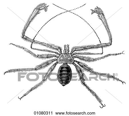 Flora & Fauna - line art - a 19th century engraving Animal Insect Tarantula View Large Illustration Clip Art - Flora & Fauna - line art - a 19th century engraving Animal Insect Tarantula. Fotosearch