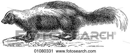 Flora & Fauna - line art - a 19th century engraving Animal Skunk - a member of the Weasel family. No explanation needed. Although it should be noted that they exhibit aggressive warning behavior before spraying. View Large Illustration Clip Art - Flora & Fauna - line art - a 19th century engraving Animal Skunk - a member of the Weasel family. No explanation needed. Although it should be noted that they exhibit aggressive warning behavior before spraying.. Fotosearch