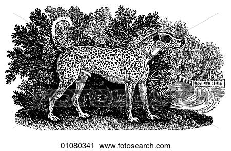 Clip Art - Flora & Fauna - line art - a 19th century engraving Animal Dog Dalmatian or Coach Dog This breed takes its name from the Adriatic coast of the Dalmatian region where it is believed to have originated. It has been used as a watch-dog, escort and guard do. Fotosearch