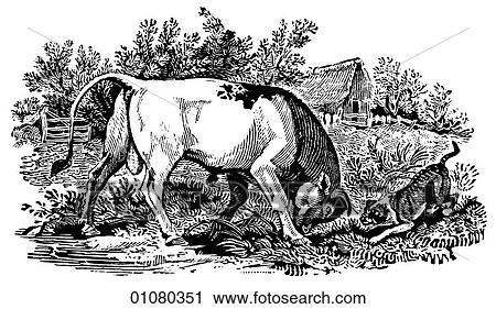 Flora & Fauna - line art - a 19th century engraving Animal Cattle Bull View Large Illustration Clip Art - Flora & Fauna - line art - a 19th century engraving Animal Cattle Bull. Fotosearch