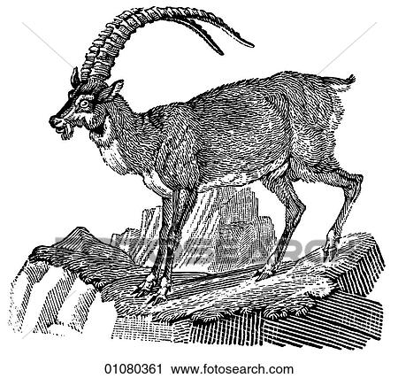 Clip Art - Flora & Fauna - line art - a 19th century engraving Animal Goat Ibex. Fotosearch