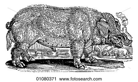 Flora & Fauna - line art - a 19th century engraving Animal Common Boar A wild pig that is one of the key game animals represented on heraldic crests. View Large Illustration Clip Art - Flora & Fauna - line art - a 19th century engraving Animal Common Boar A wild pig that is one of the key game animals represented on heraldic crests.. Fotosearch