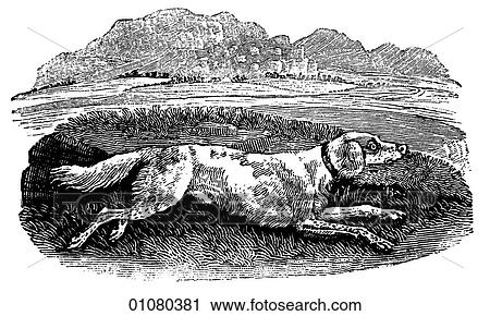 Flora & Fauna - line art - a 19th century engraving Animal Dog English Setter View Large Illustration Clip Art - Flora & Fauna - line art - a 19th century engraving Animal Dog English Setter. Fotosearch
