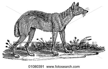 Flora & Fauna - line art - a 19th century engraving Animal Jackal A wolflike carnivorous member of the dog family. They are nocturnal and travel in packs. View Large Illustration Clip Art - Flora & Fauna - line art - a 19th century engraving Animal Jackal A wolflike carnivorous member of the dog family. They are nocturnal and travel in packs.. Fotosearch