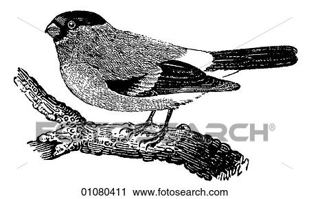 Clip Art - Flora & Fauna - line art - a 19th century engraving Animal - mammal - the class Aves Bird Bullfinch The Finch is a small songbird, common throughout the temperate regions of the Northern Hemisphere, South America and parts of Africa. They tend to be soc. Fotosearch
