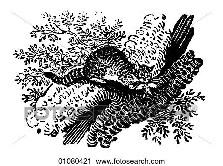 Clip Art - Flora & Fauna - line art - a 19th century engraving Animal Cat. Fotosearch
