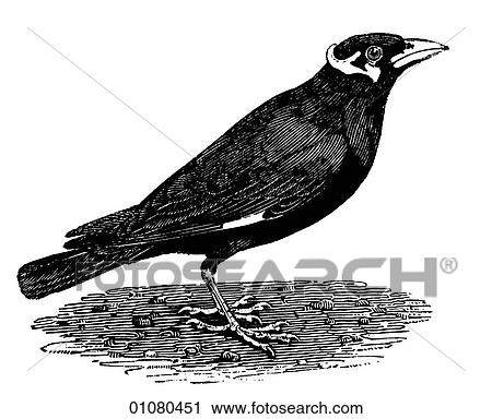 Flora & Fauna - line art - a 19th century engraving Animal - mammal - the class Aves Bird Minah bird View Large Illustration Clip Art - Flora & Fauna - line art - a 19th century engraving Animal - mammal - the class Aves Bird Minah bird. Fotosearch