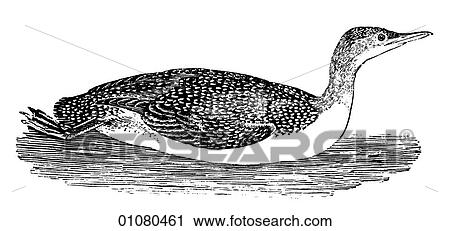 Flora & Fauna - line art - a 19th century engraving Animal - mammal - the class Aves Bird Ducks and Geese Second Speckled Diver View Large Illustration Clip Art - Flora & Fauna - line art - a 19th century engraving Animal - mammal - the class Aves Bird Ducks and Geese Second Speckled Diver. Fotosearch