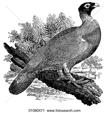 Flora & Fauna - line art - a 19th century engraving Animal - mammal - the class Aves Bird Fowl and Game Wood Grouse View Large Illustration Clip Art - Flora & Fauna - line art - a 19th century engraving Animal - mammal - the class Aves Bird Fowl and Game Wood Grouse. Fotosearch