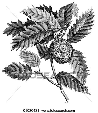 Clip Art - Flora & Fauna - line art - a 19th century engraving Plant. Fotosearch