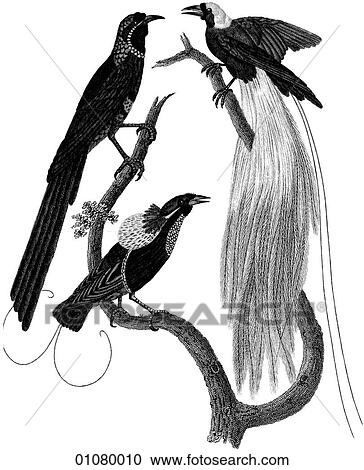 Flora & Fauna - line art - a 19th century engraving Animal - mammal - the class Aves Bird Greater Birds of Paradise. A species of colorful forest-dwelling bird found on New Guinea and other nearby islands. View Large Illustration Clipart - Flora & Fauna - line art - a 19th century engraving Animal - mammal - the class Aves Bird Greater Birds of Paradise. A species of colorful forest-dwelling bird found on New Guinea and other nearby islands.. Fotosearch