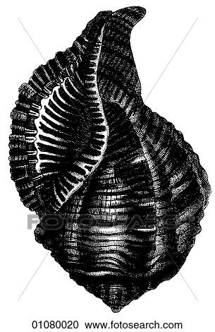 Flora & Fauna - line art - a 19th century engraving Animal Shell Melon View Large Illustration Clipart - Flora & Fauna - line art - a 19th century engraving Animal Shell Melon. Fotosearch