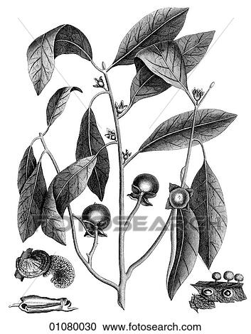 Flora & Fauna - line art - a 19th century engraving Plant Flower View Large Illustration Clipart - Flora & Fauna - line art - a 19th century engraving Plant Flower. Fotosearch