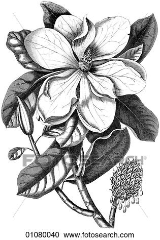 Flora & Fauna - line art - a 19th century engraving Plant Flower Magnolia A branch of the Laurel-leaved Tulip tree. View Large Illustration Clipart - Flora & Fauna - line art - a 19th century engraving Plant Flower Magnolia A branch of the Laurel-leaved Tulip tree.. Fotosearch