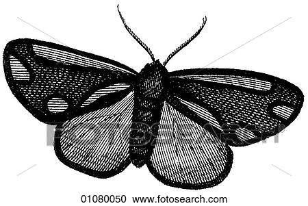 Flora & Fauna - line art - a 19th century engraving Animal - Insect Moth All moths are in the order Lepidoptera and there are more than 40, 000 different kinds. The purpose of the patterned wing surface is camouflage against sight predators. View Large Illustration Clipart - Flora & Fauna - line art - a 19th century engraving Animal - Insect Moth All moths are in the order Lepidoptera and there are more than 40, 000 different kinds. The purpose of the patterned wing surface is camouflage against sight predators.. Fotosearch