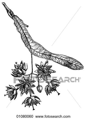 Clipart - Flora & Fauna - line art - a 19th century engraving Plant Flower. Fotosearch