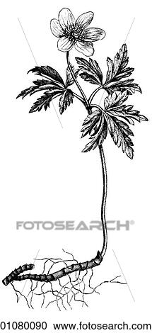 Flora & Fauna - line art - a 19th century engraving Plant Flower View Large Illustration Clipart - Flora & Fauna - line art - a 19th century engraving Plant Flower. Fotosearch