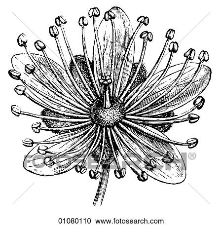 Flora & Fauna - line art - a 19th century engraving Plant Flower View Large Illustration Clipart - Flora & Fauna - line art - a 19th century engraving Plant Flower. Fotosearch
