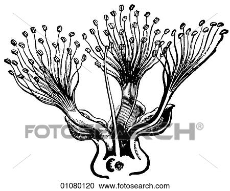 Flora & Fauna - line art - a 19th century engraving Plant Flower View Large Illustration Clipart - Flora & Fauna - line art - a 19th century engraving Plant Flower. Fotosearch